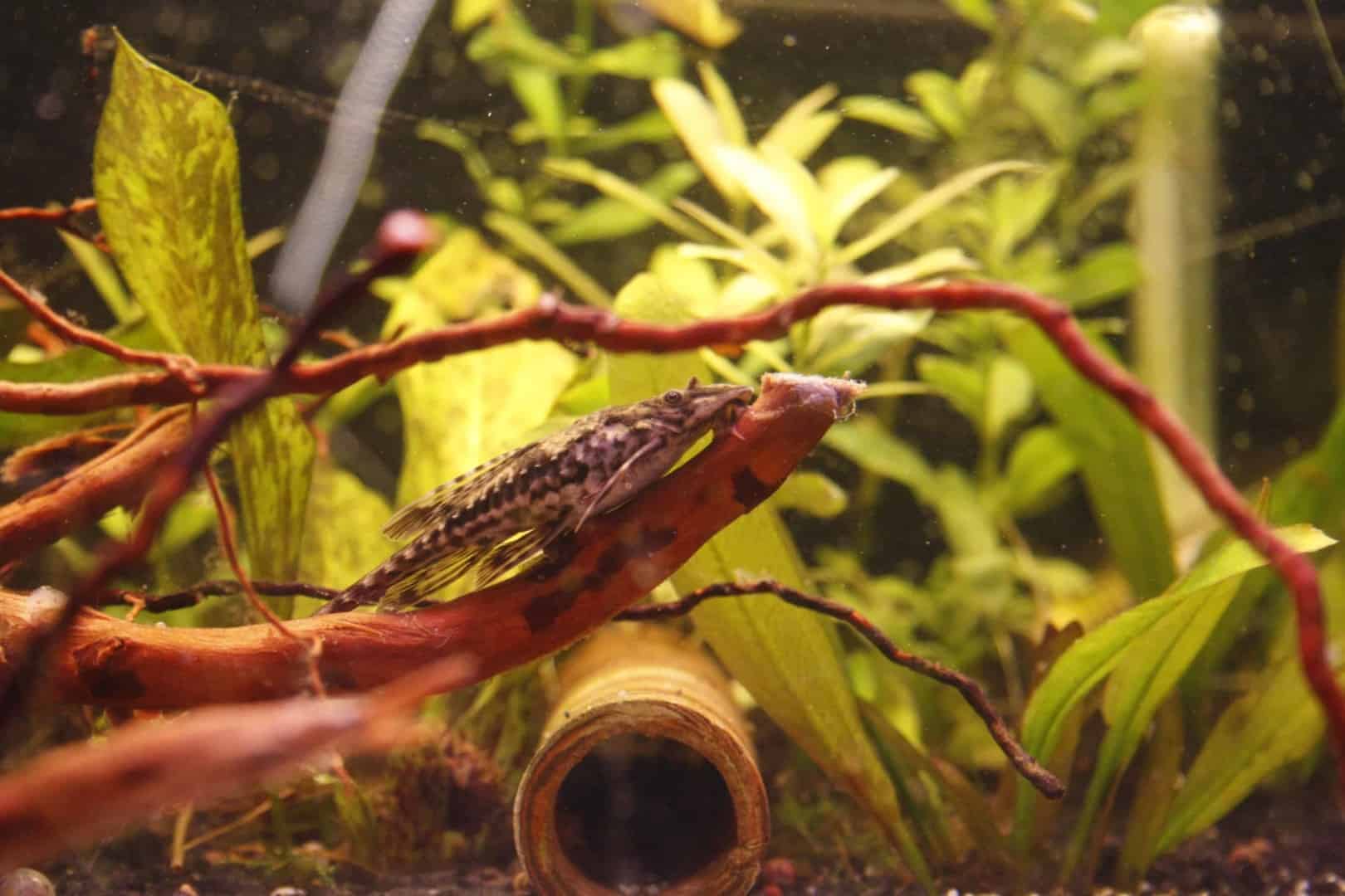 Hemiloricaria parva
