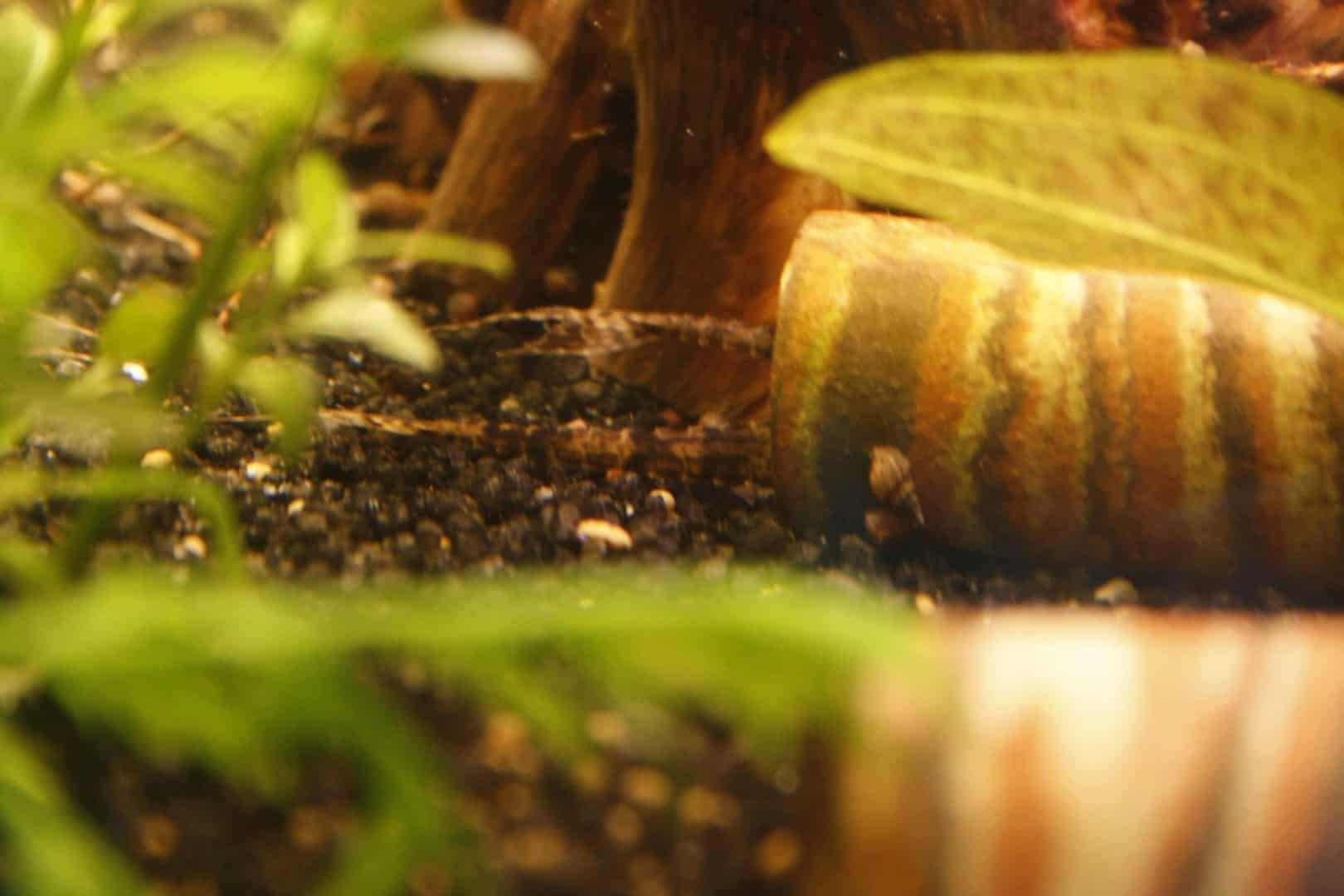 Hemiloricaria parva