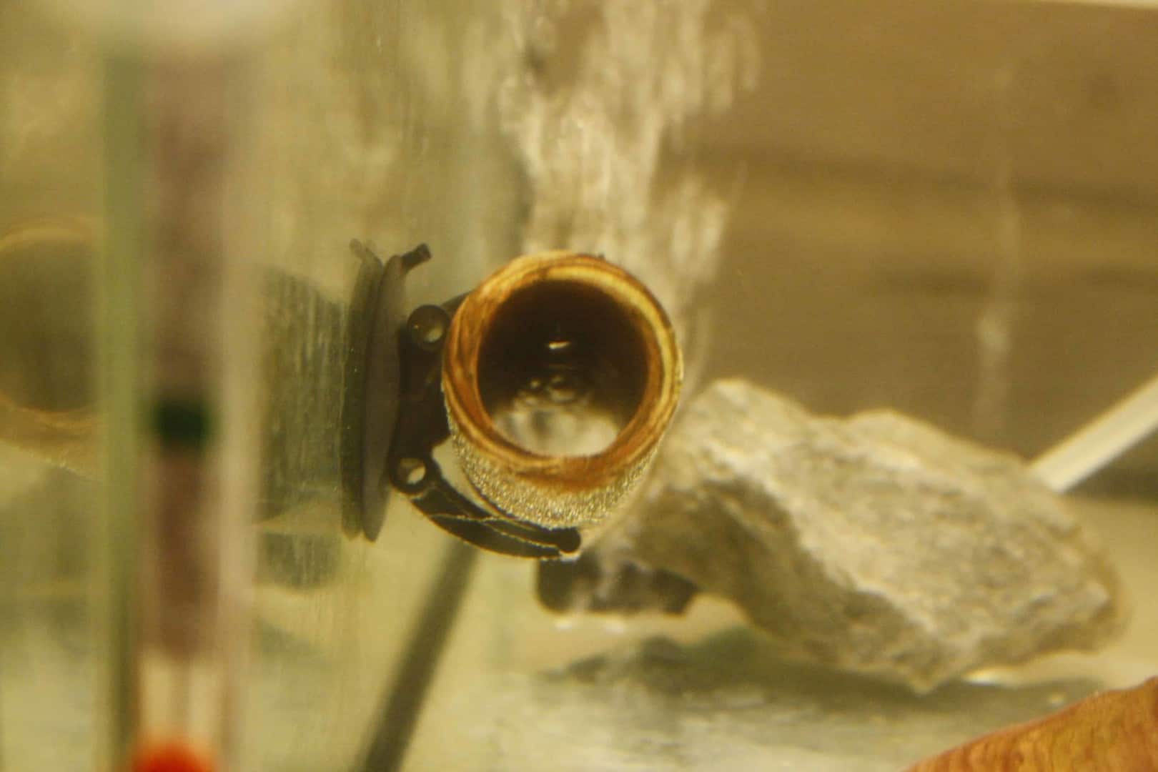Hemiloricaria parva