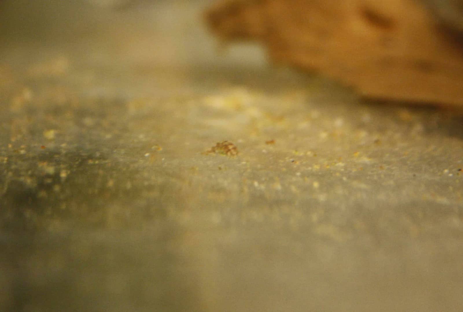 Hemiloricaria parva