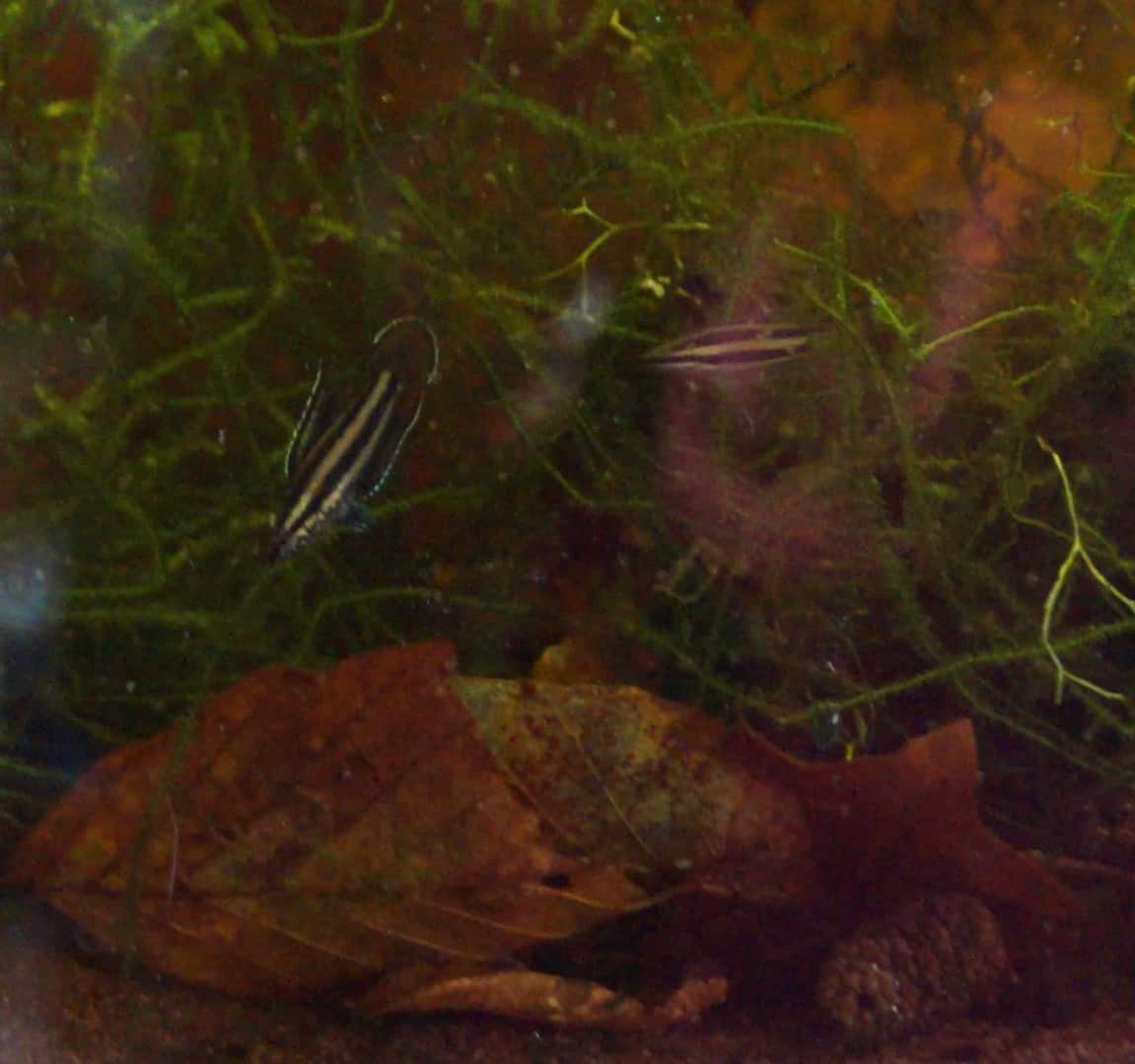 Parosphromenus phoenicurus
