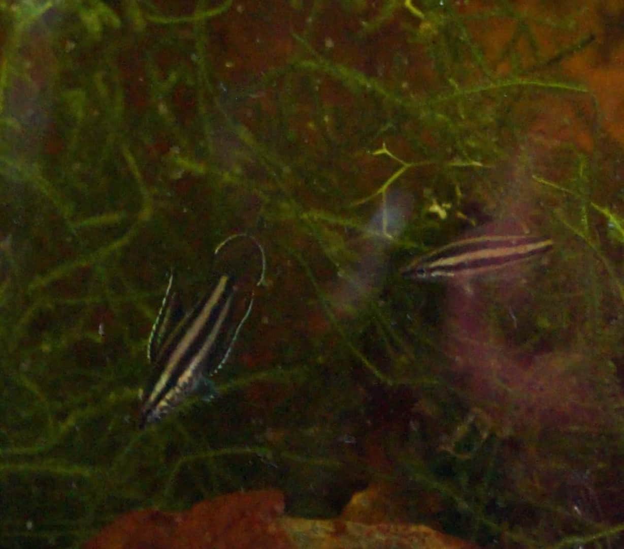 Parosphromenus phoenicurus