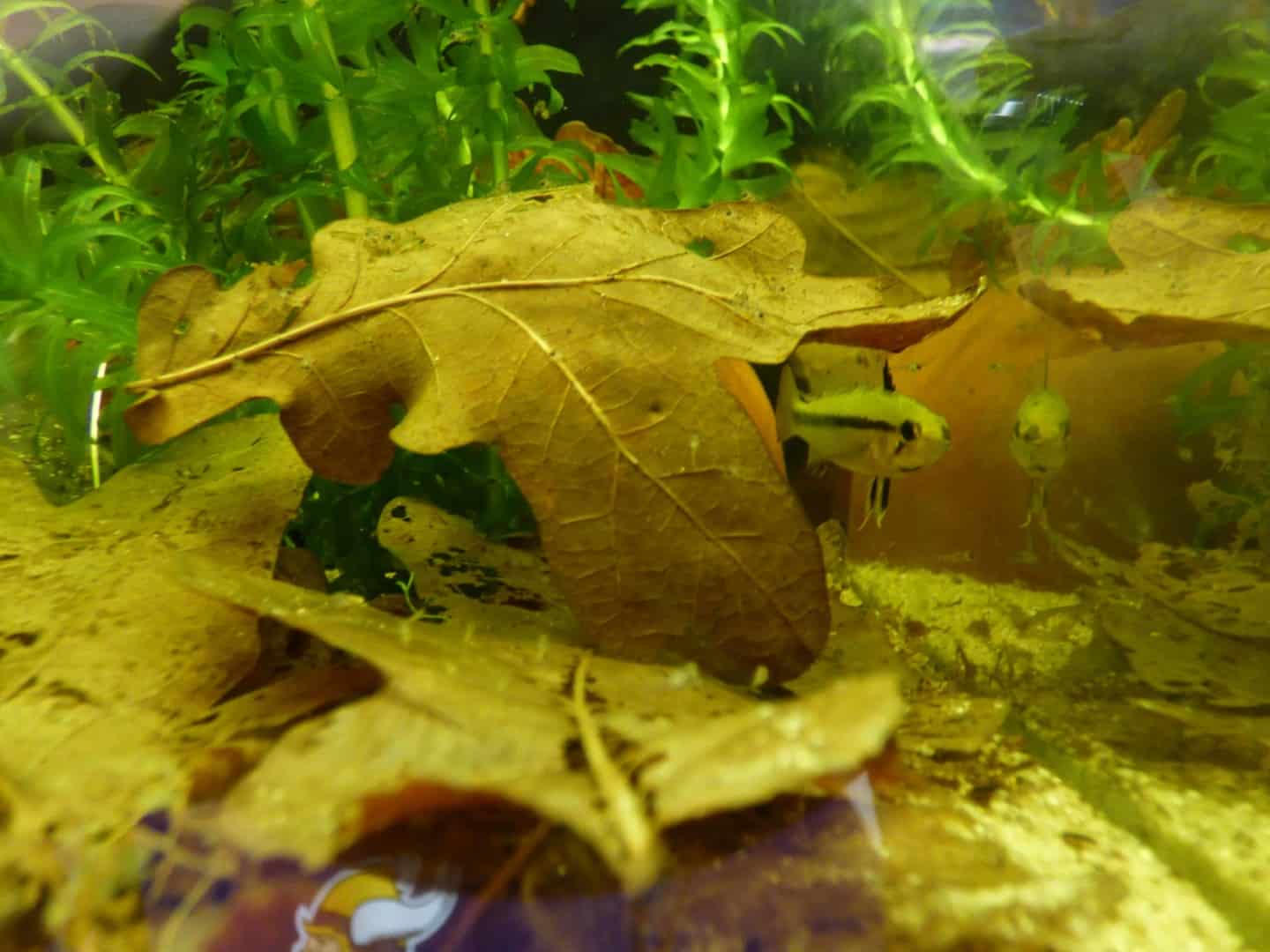 Apistogramma trifasciata