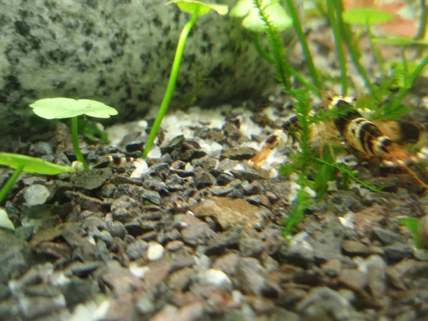 Caridina cf.cantonensis