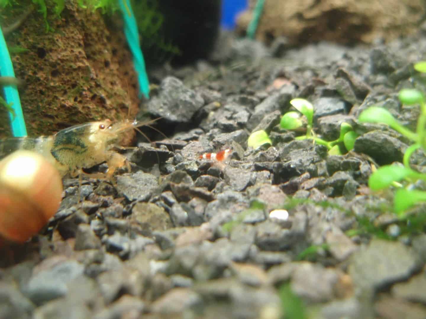 Caridina cf.cantonensis