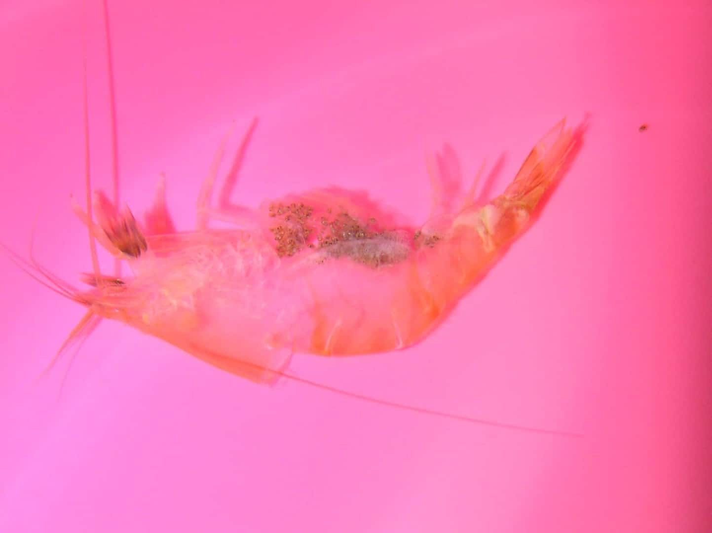 Atyidae sp ( unbeschrieben )
