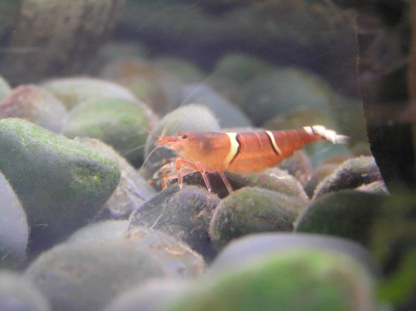 Atyidae sp ( unbeschrieben )