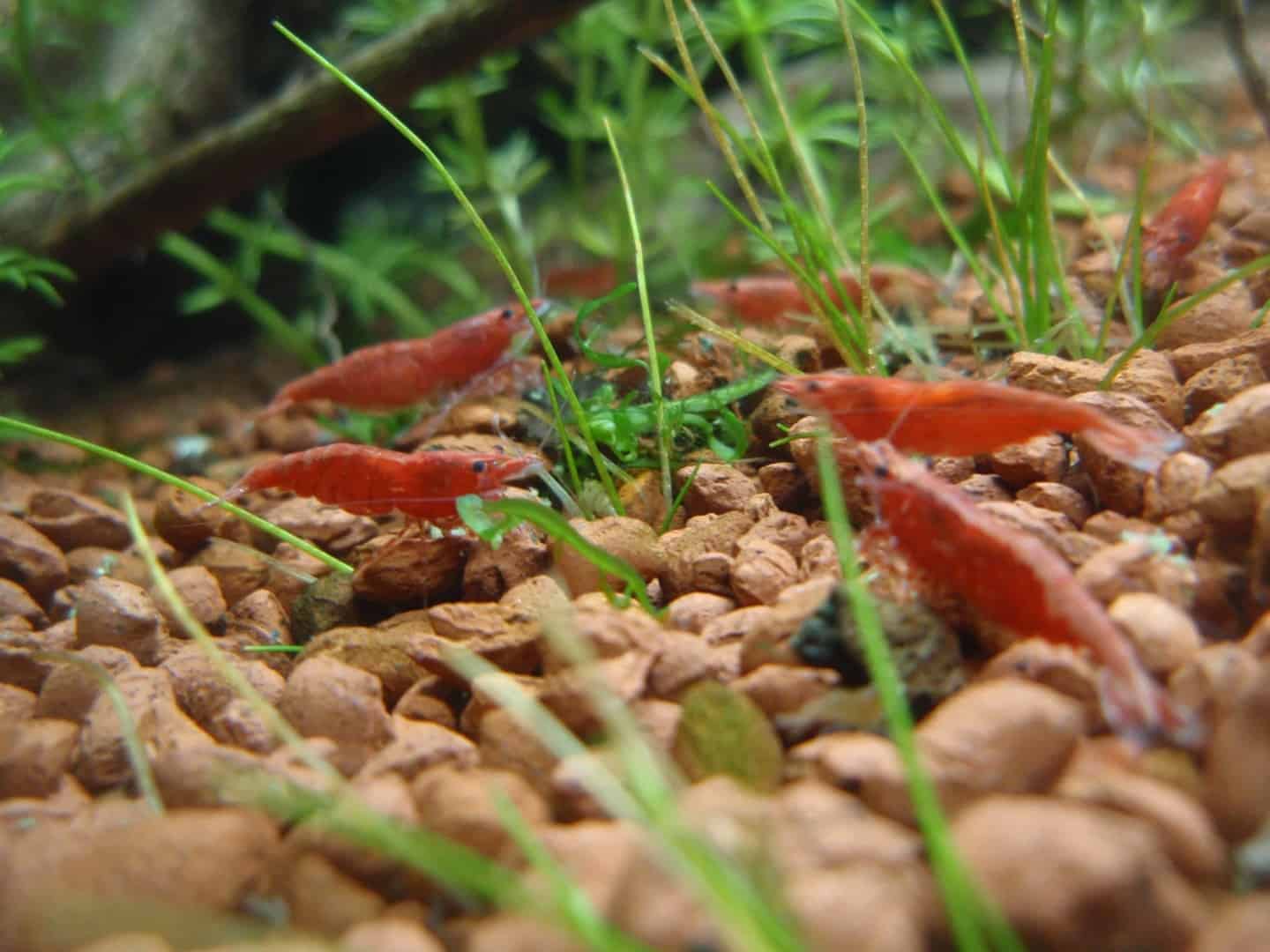 Neocaridina heteropoda “Sakura“
