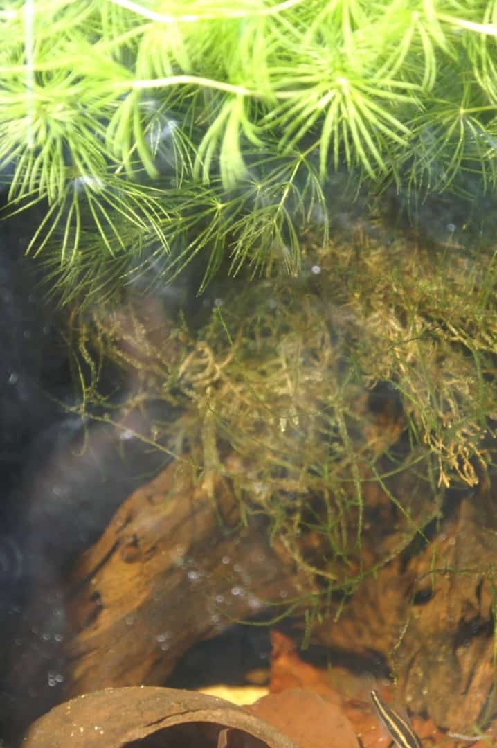 Parosphromenus phoenicurus