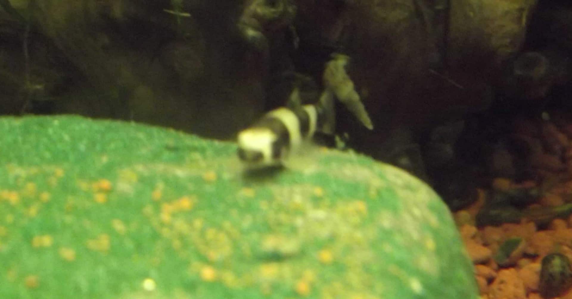 YAOSHANIA PACHYCHILUS, Bild 1
