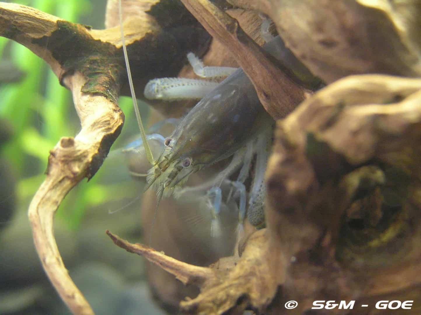 Atya gabonensis