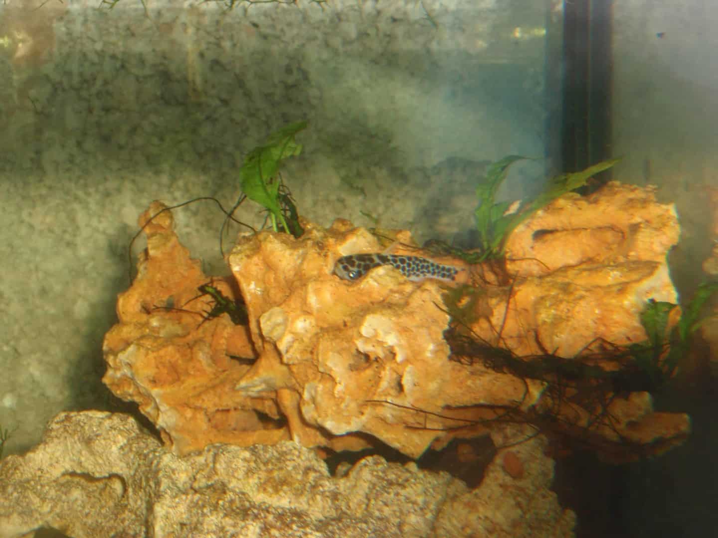 Tatia perugiae