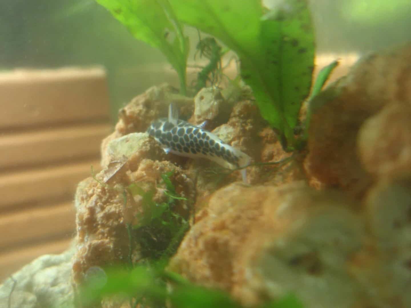 Tatia perugiae