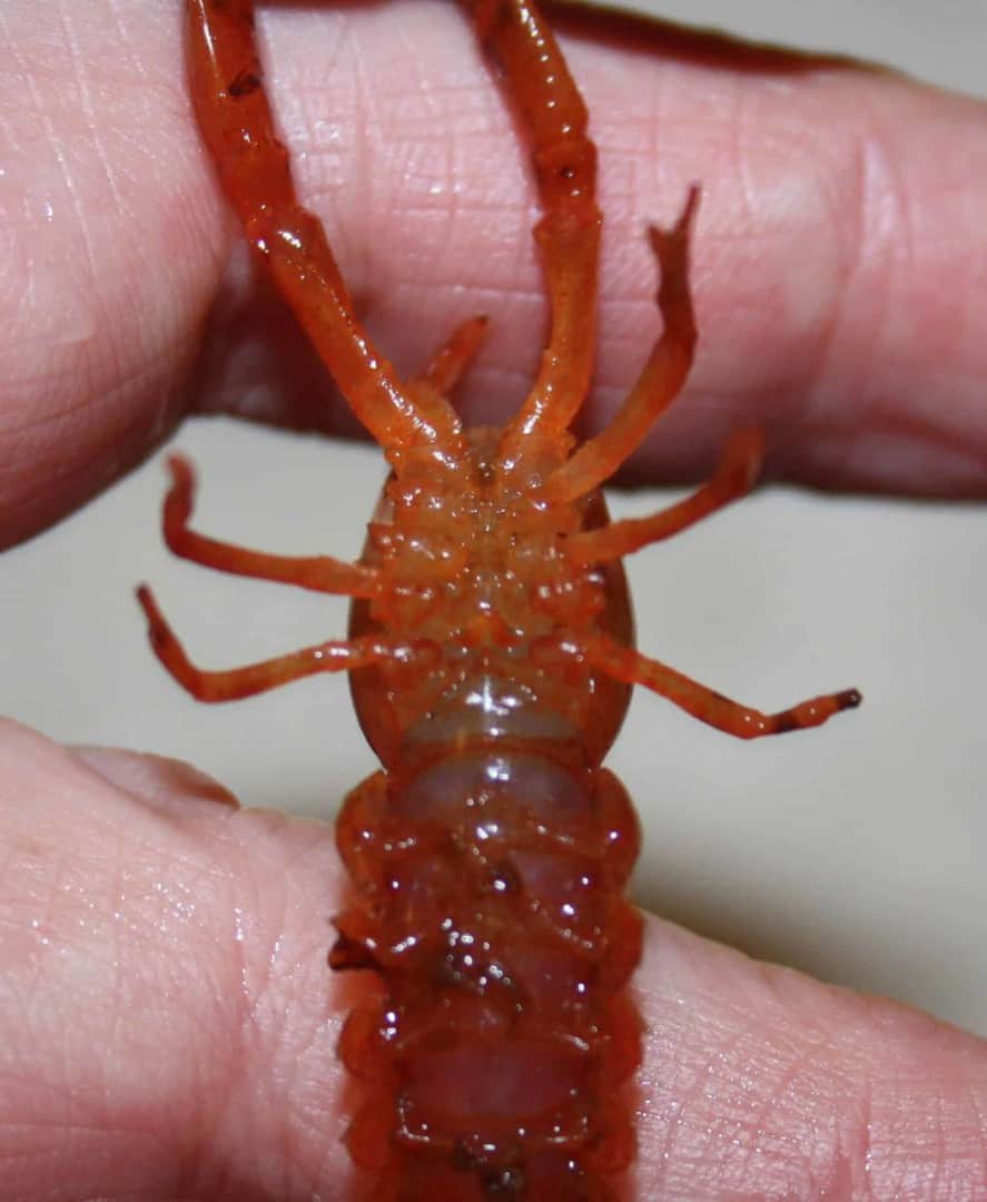 Cambarellus patzcuarensis sp.orange
