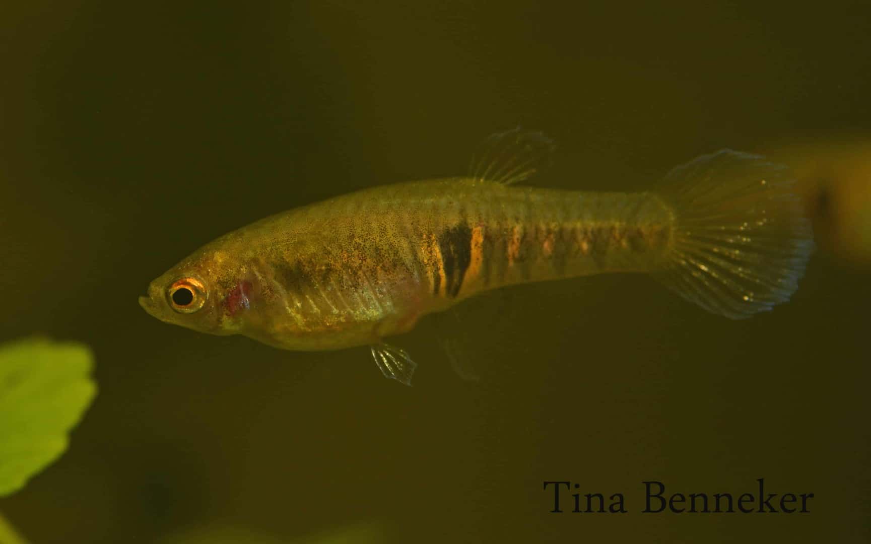 Neoheterandria elegans