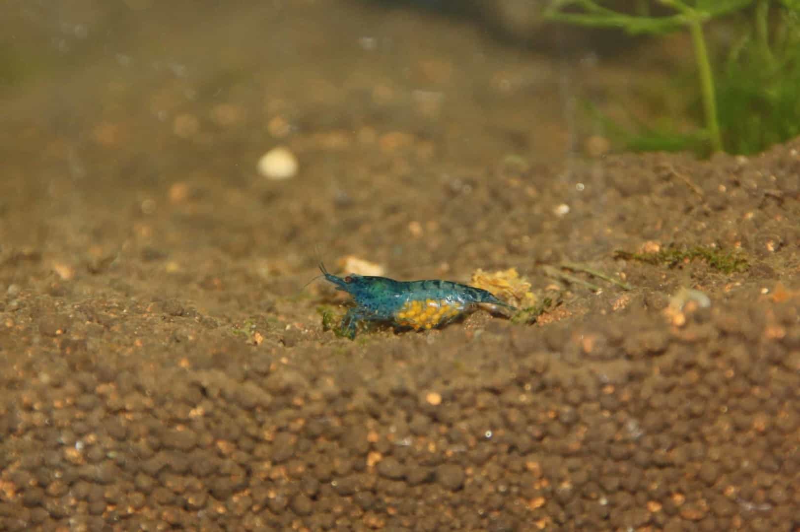 Neocaridina davidi