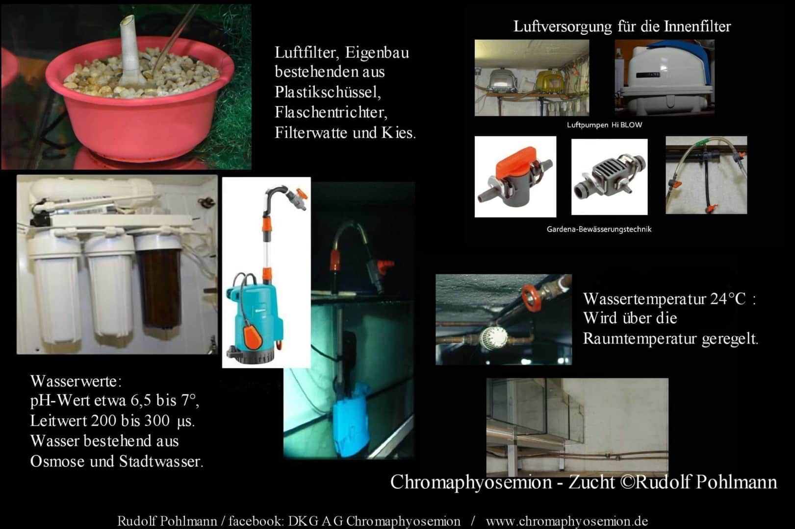Chromaphyosemion bitaeniatum