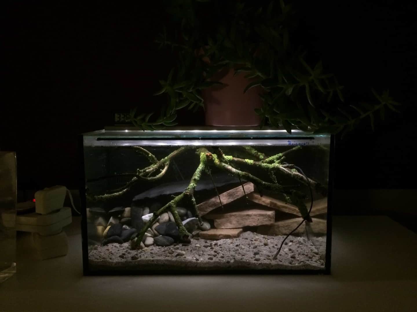 Hypancistrus L400