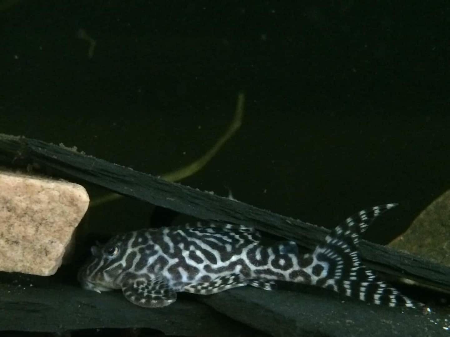 Hypancistrus L400