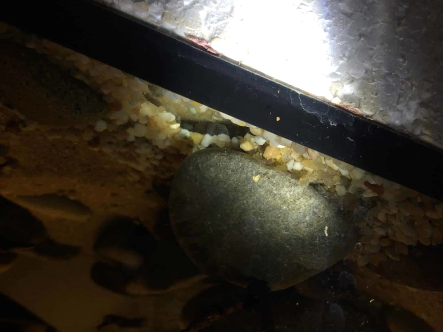 Parotocinclus jumbo