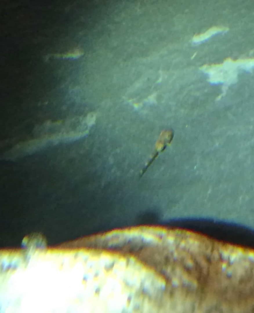 Parotocinclus jumbo