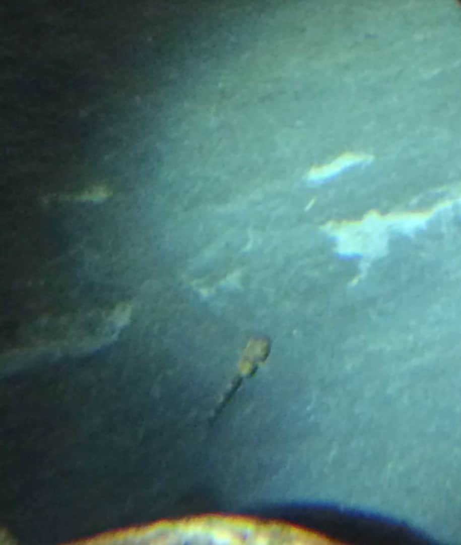 Parotocinclus jumbo