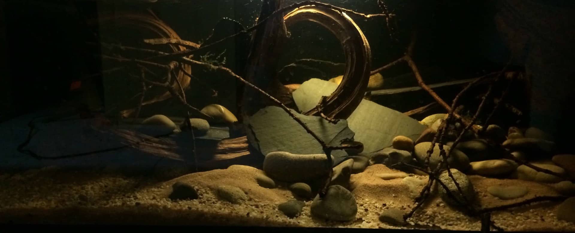 Parotocinclus jumbo