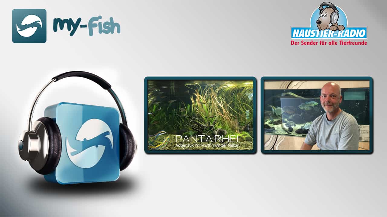 my-fish Radio: Echte Biotopaquaristik (Matthias Kählig)