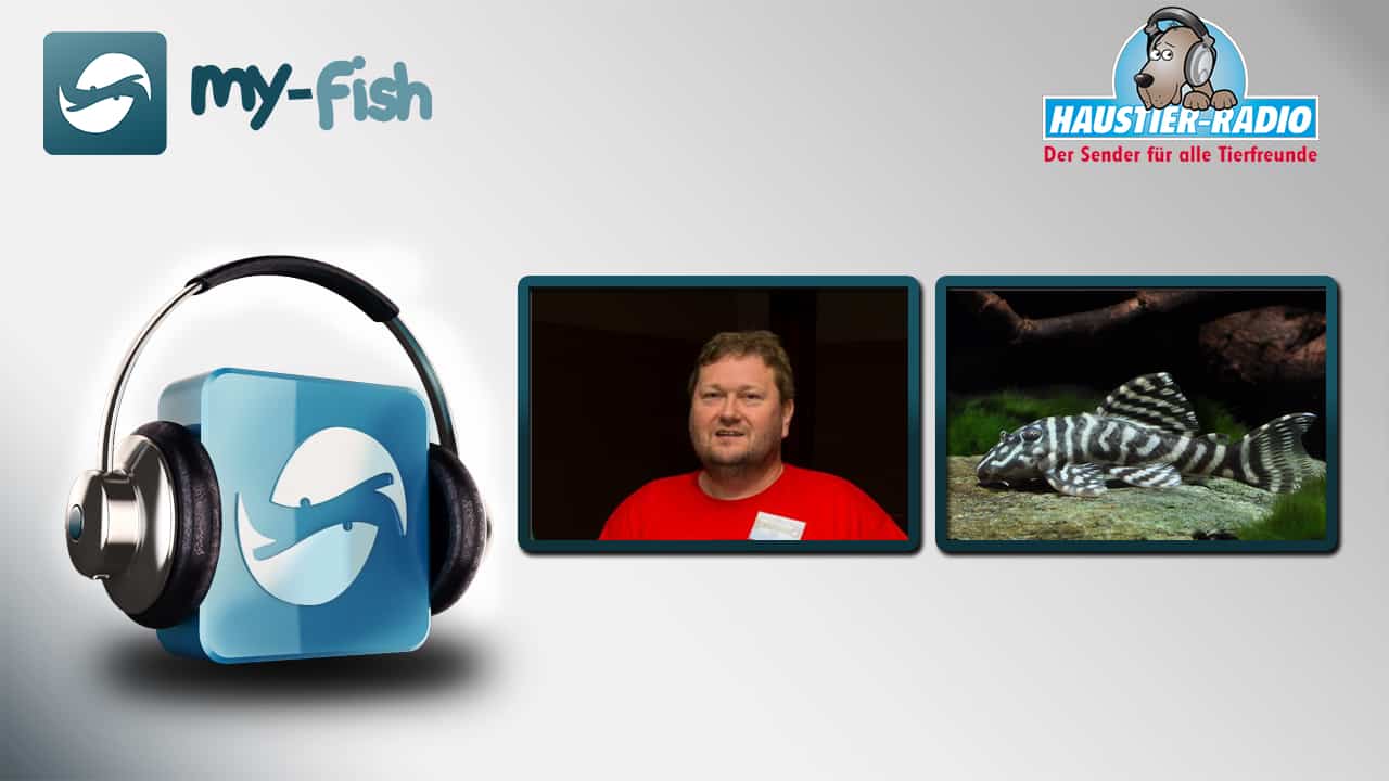 my-fish Radio: Harnischwelse - Mehr als 1500 schöne Arten mit Charakter (Ingo Seidel)
