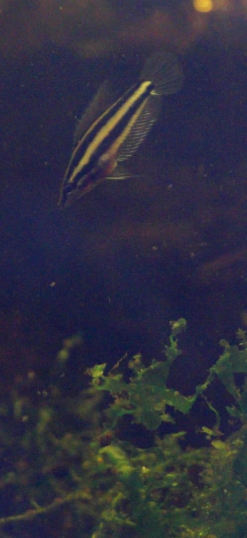 Parosphromenus phoenicurus