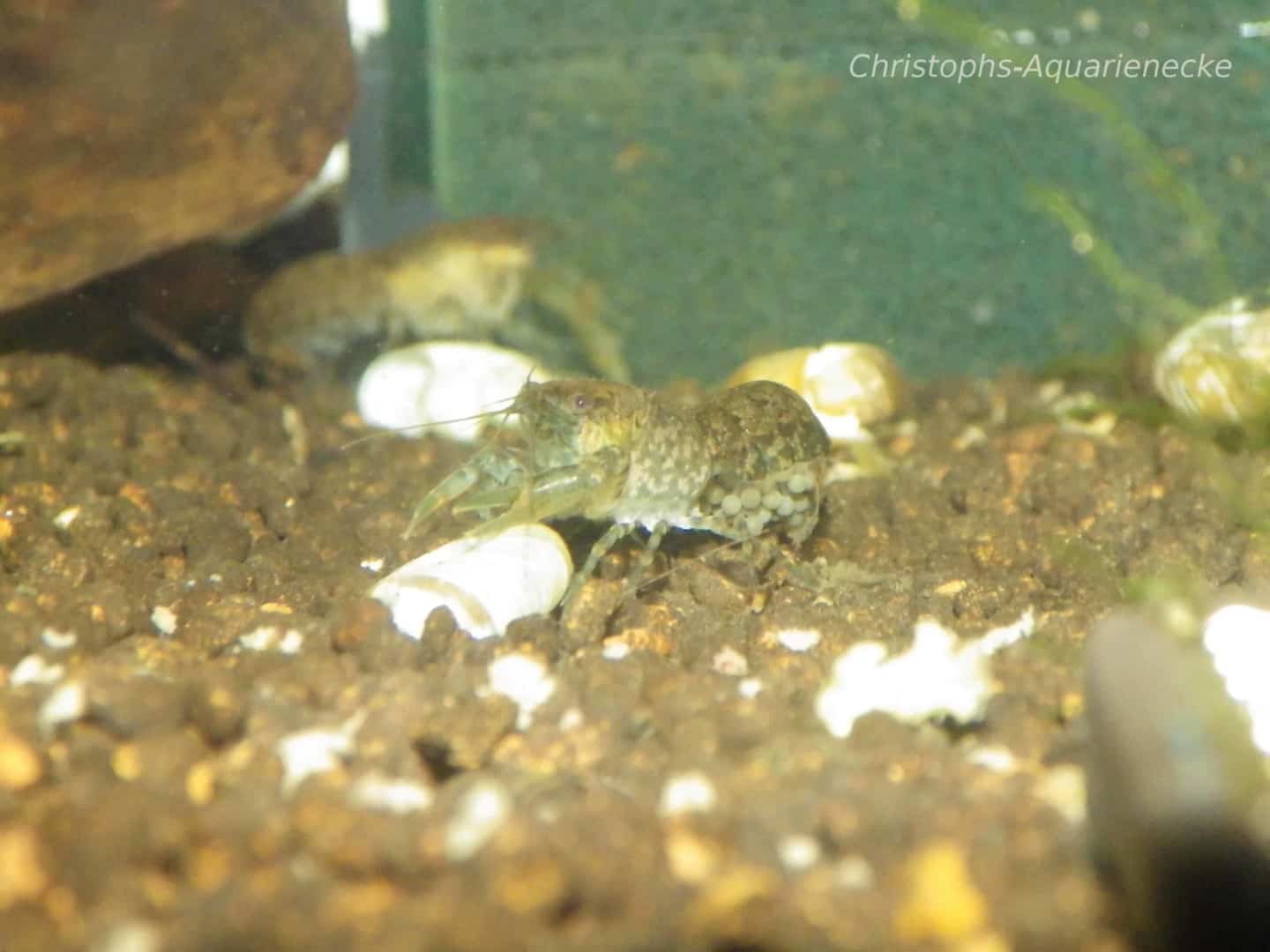 Cambarellus texanus