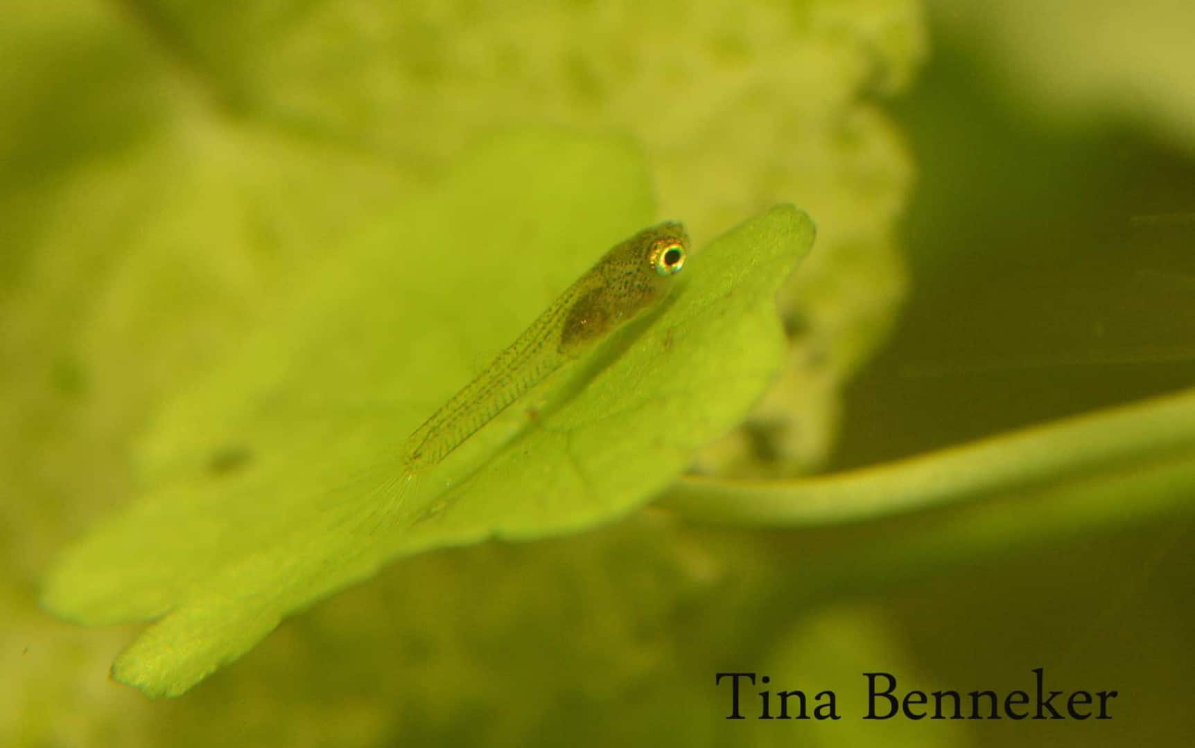 Neoheterandria elegans