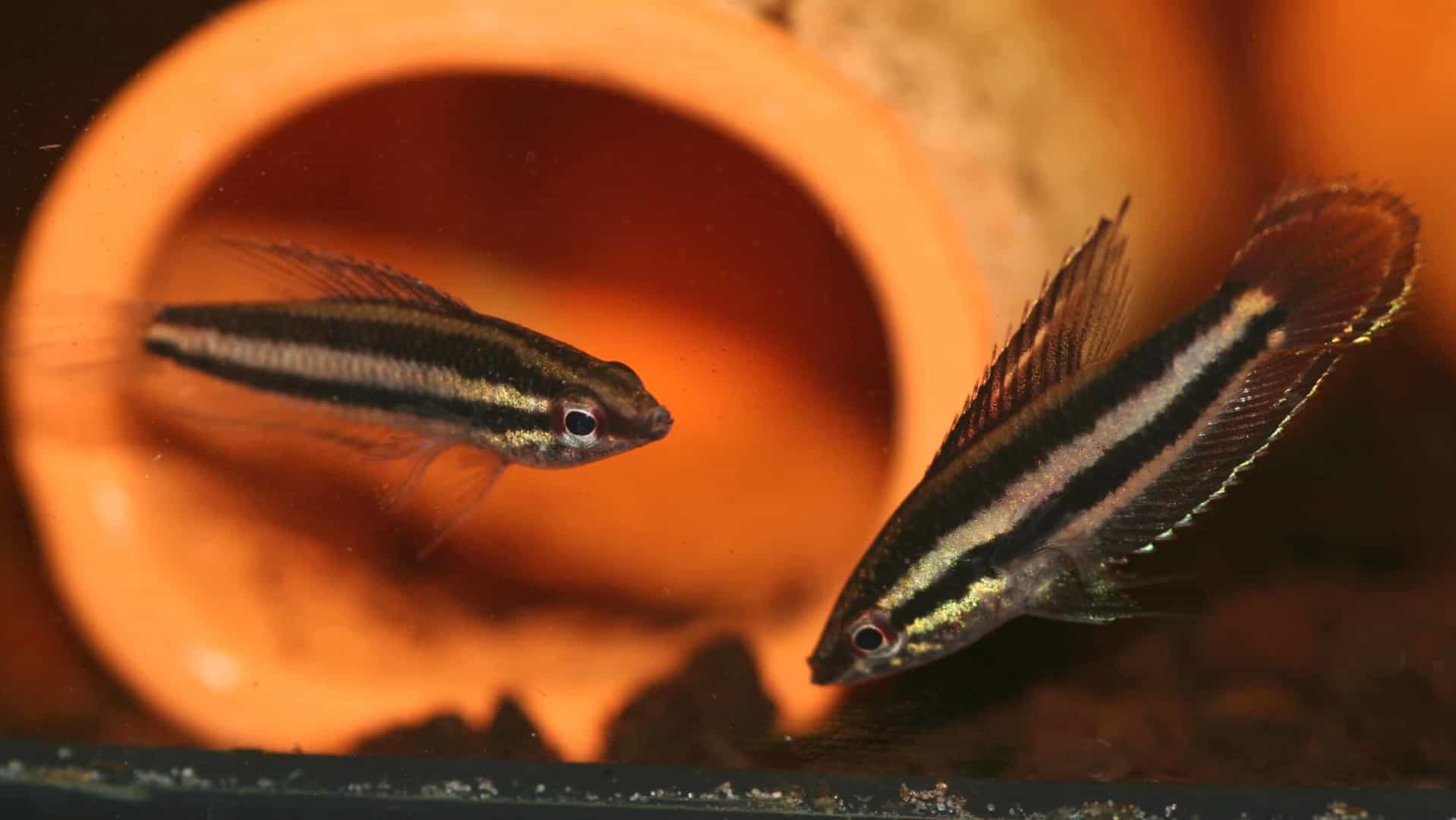 Parosphromenus phoenicurus
