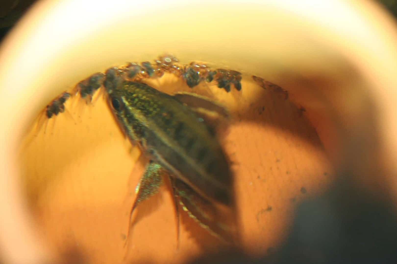 Parosphromenus phoenicurus