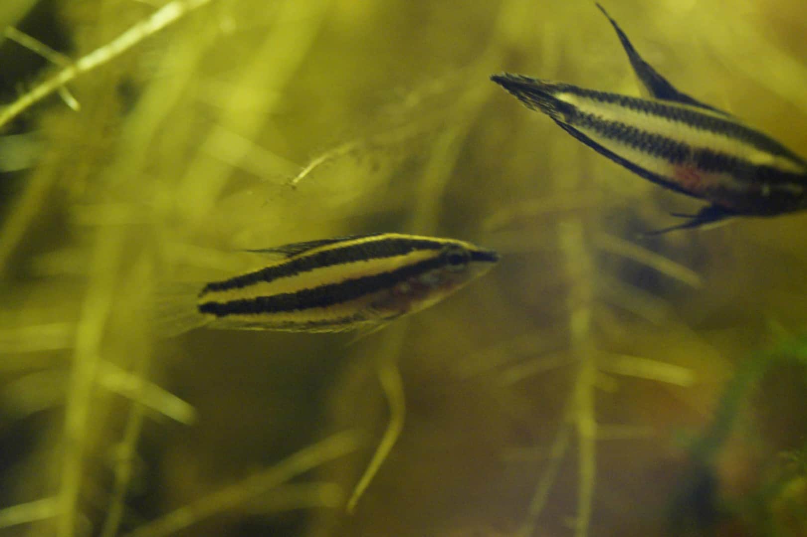 Parosphromenus phoenicurus