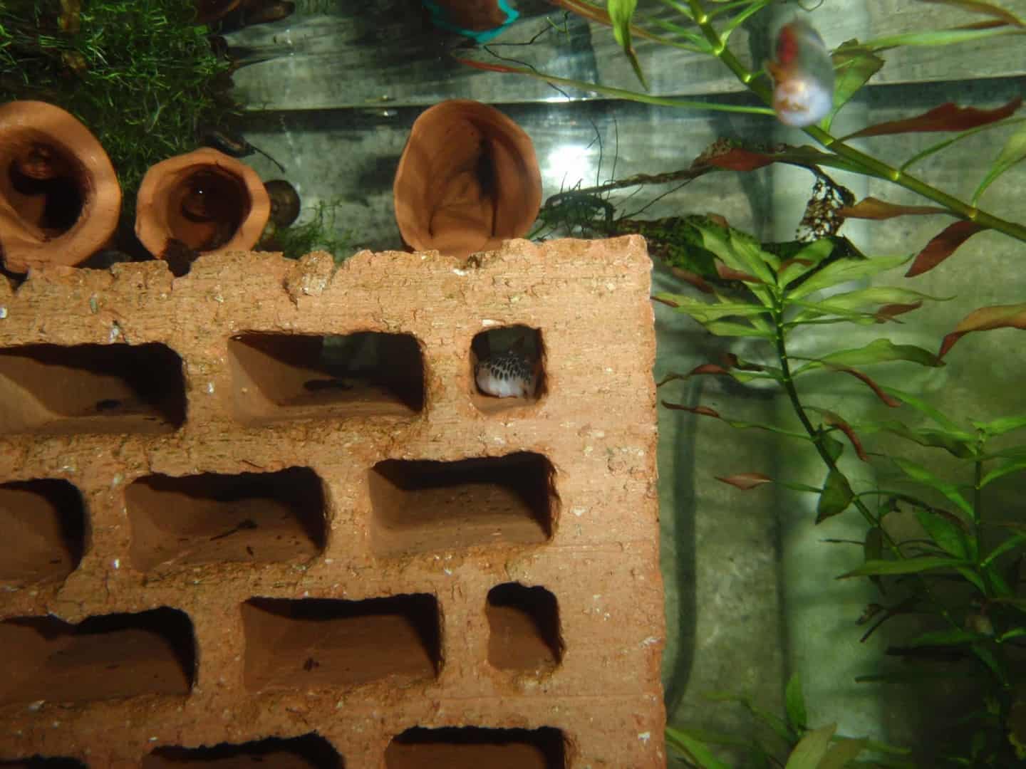 Tatia perugiae