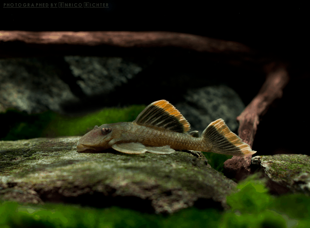 L047 Baryancistrus chrysolomus "WF Brasilien" 6-7cm Foto: aqua-global