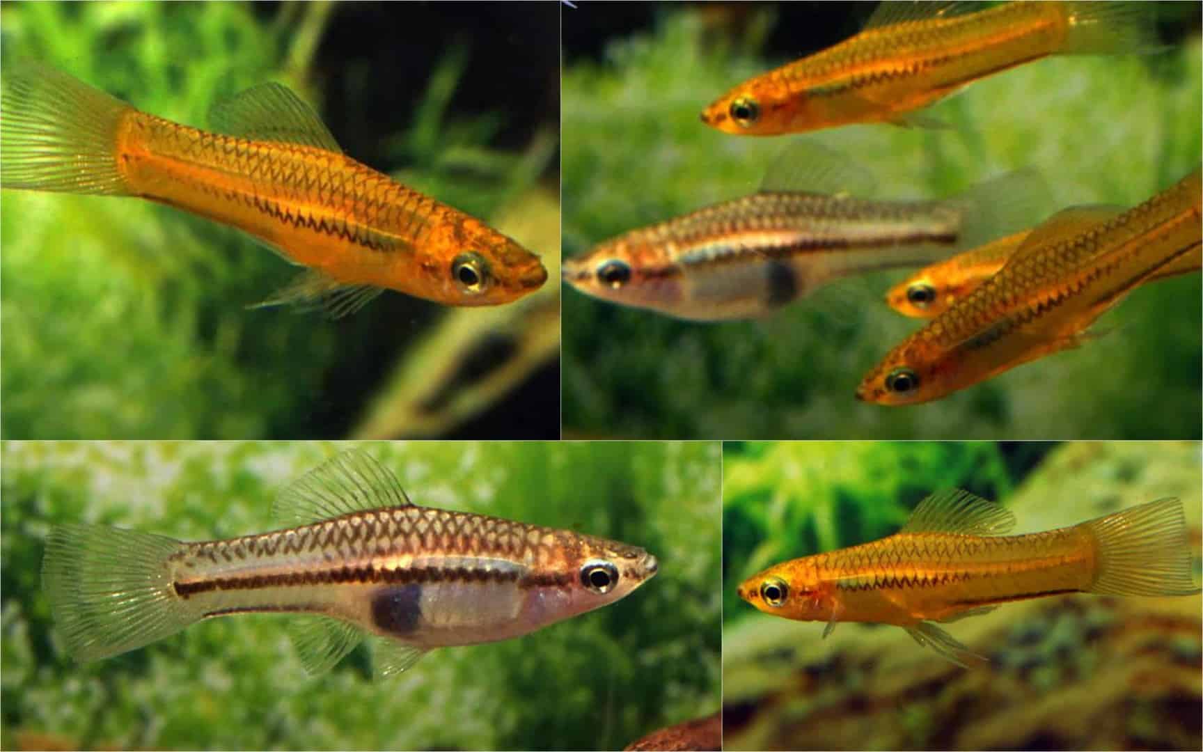 Xiphophorus pygmaeus Quelle: Aquarium Glaser