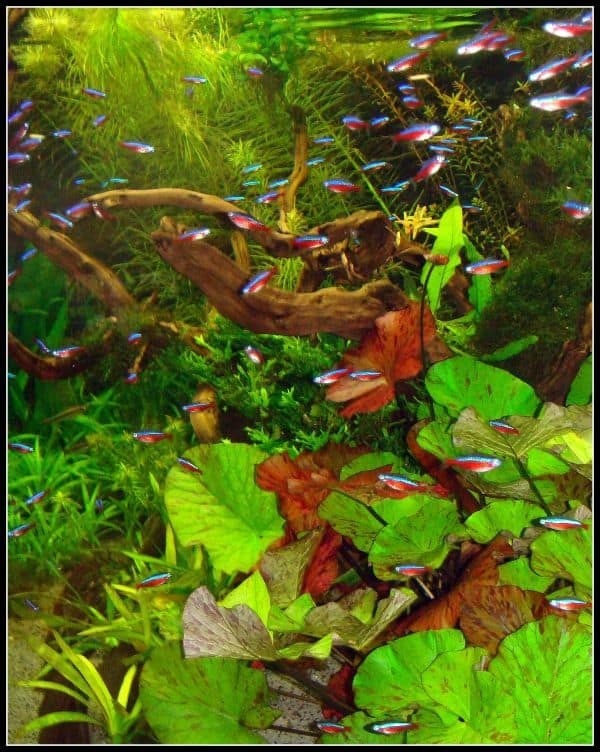 Fische im Farbenrausch - Aquarien richtig beleuchten