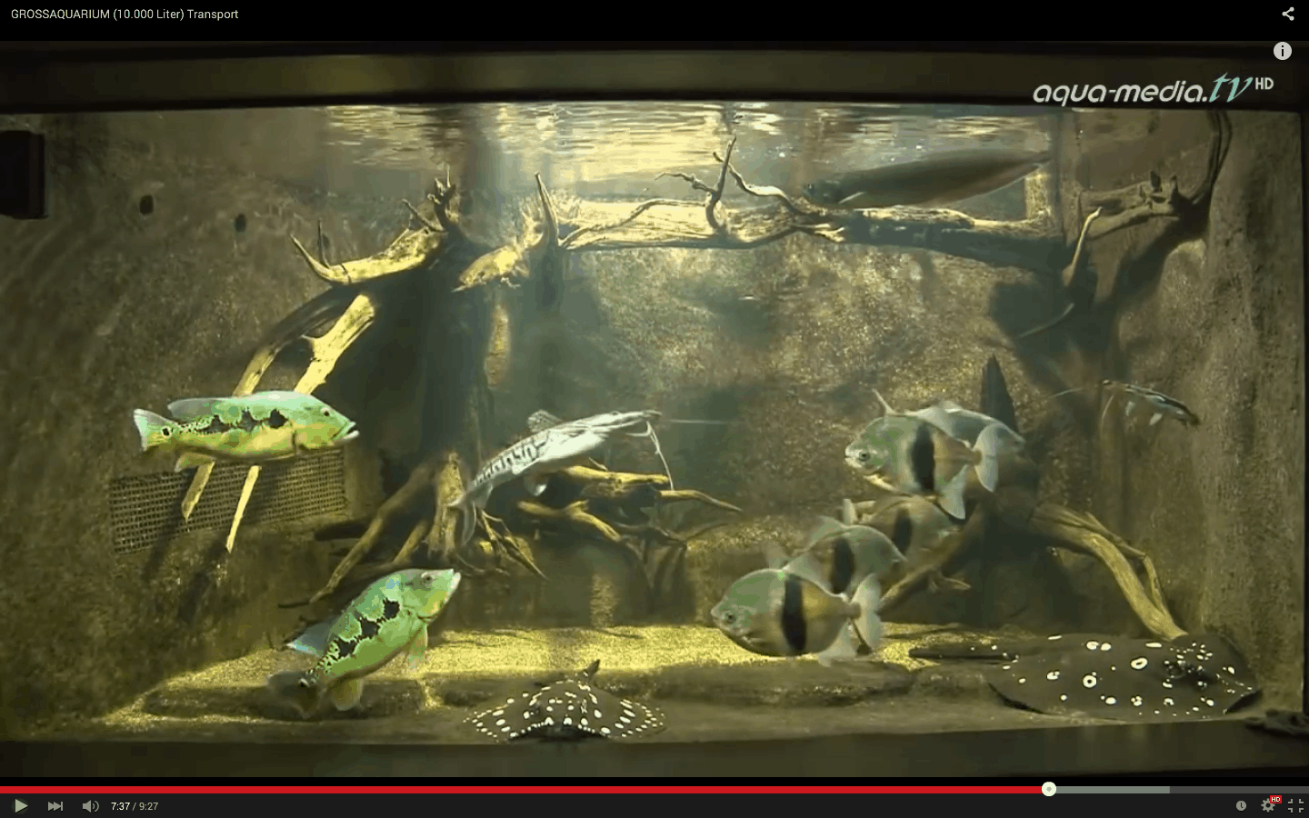 Transport eines 10.000 Liter Aquariums (Video)