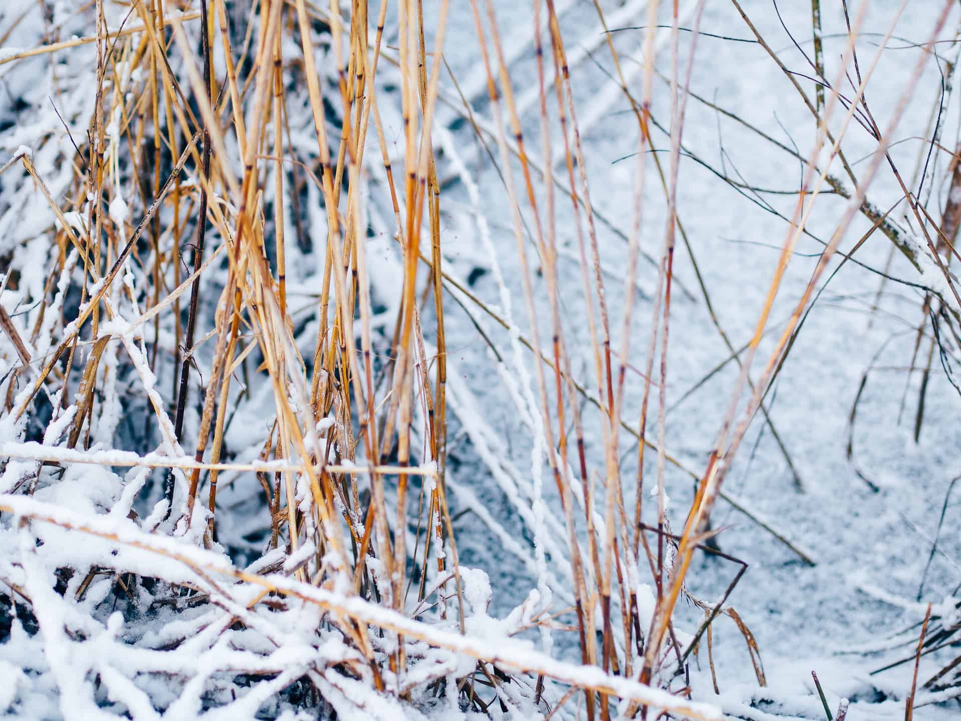 Schilf, das an den Uferzonen wächst, fördert den Gasaustausch über die Wintermonate hinweg. Foto © Pixabay