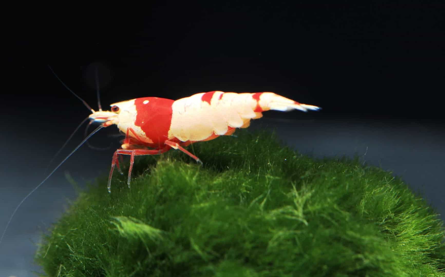 Messe: Fisch & Reptil 2016 – Die schönsten Garnelen kommen nach Sindelfingen
