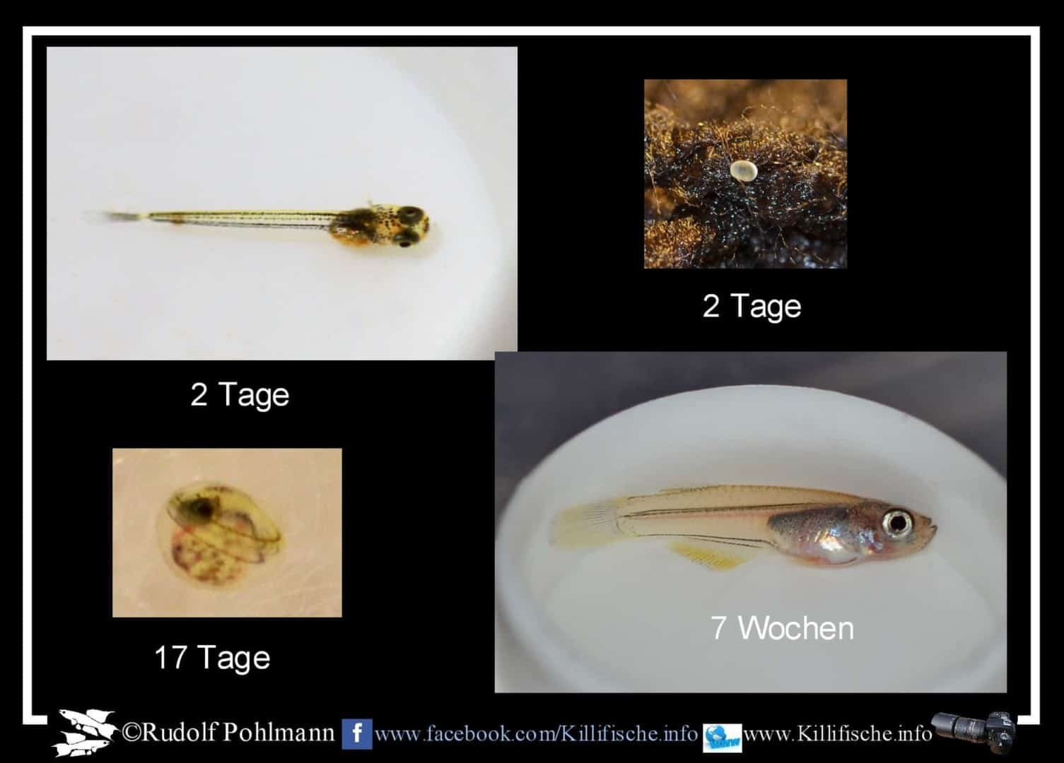 Leuchtaugenfische – Procatopus similis