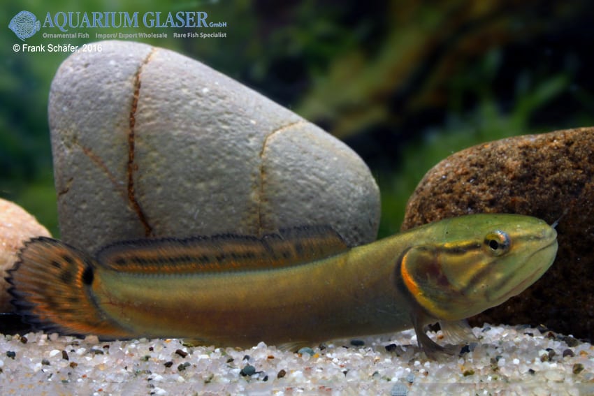 Amia calva - Quelle: Frank Schäfer - Aquarium Glaser