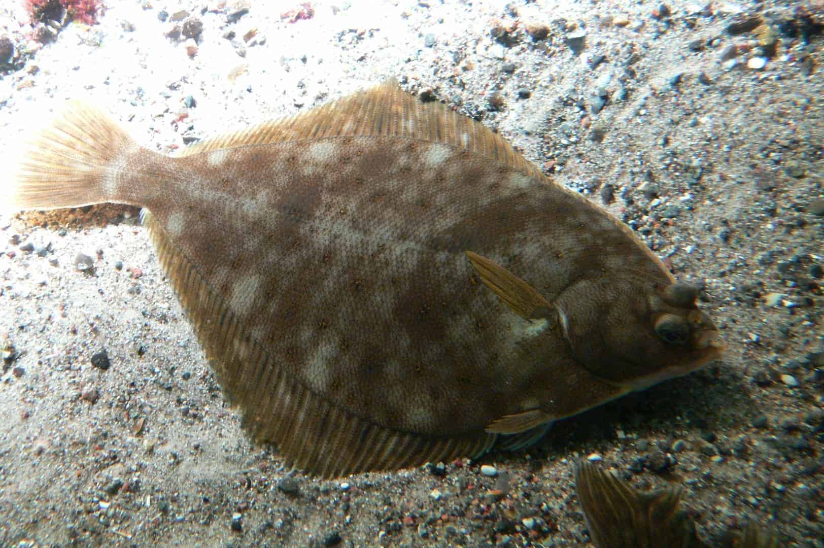 Süßwasserflunder