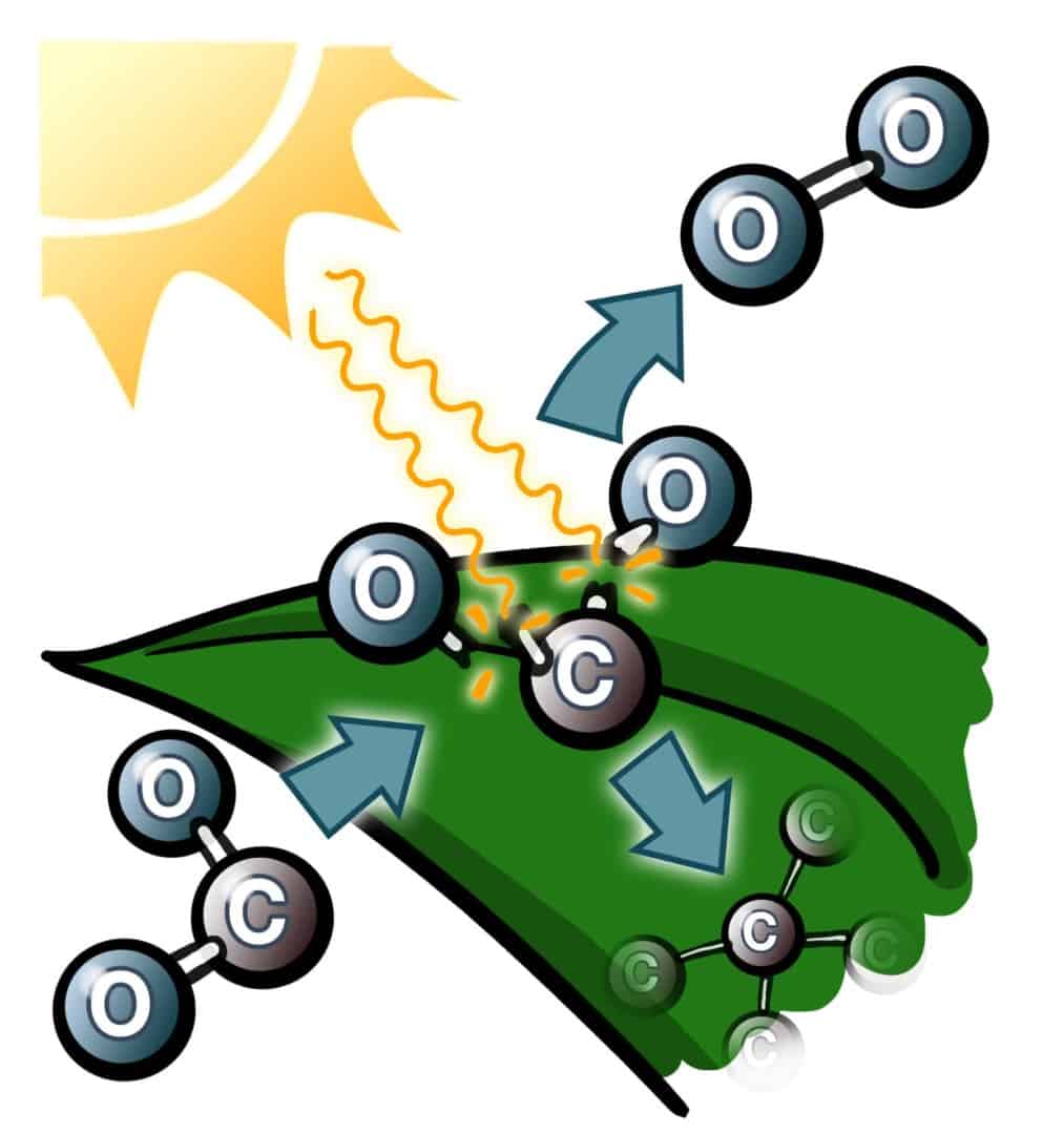 Pflanzenrolle CO2 Umsatz Zeichnung zur Photosynthese: Sonnenlicht trifft ein Blatt, das CO2 aufnimmt, Sauerstoff abgibt und Kohlenstoff speichert.
