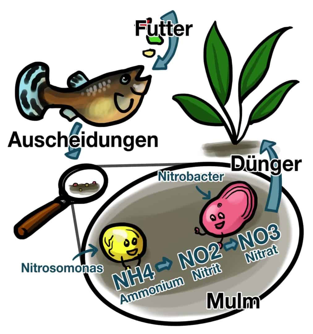 Pflanzenrolle Stickstoffkette2 Zeichnung der Stickstoffkette: Bakterien wandeln Ausscheidungen über Nitrit zu Nitrat um, das Pflanzen als Dünger nutzen.
