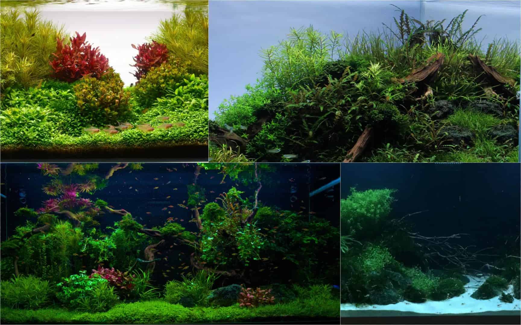 Die Aquarium Design Meisterschule: Kostenloser 3 Tage Workshop