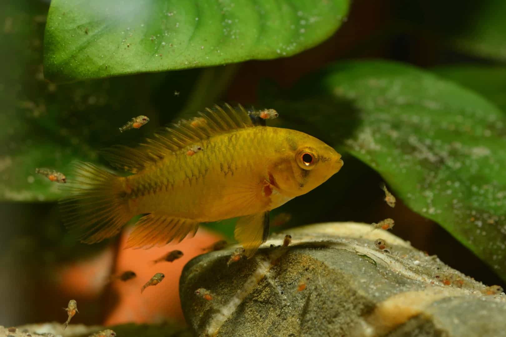 DSC 0011 2 Gelber Buntbarsch mit winzigen Jungfischen, die im Urlaub ein Fischsitter mit Staubfutter versorgen muss.