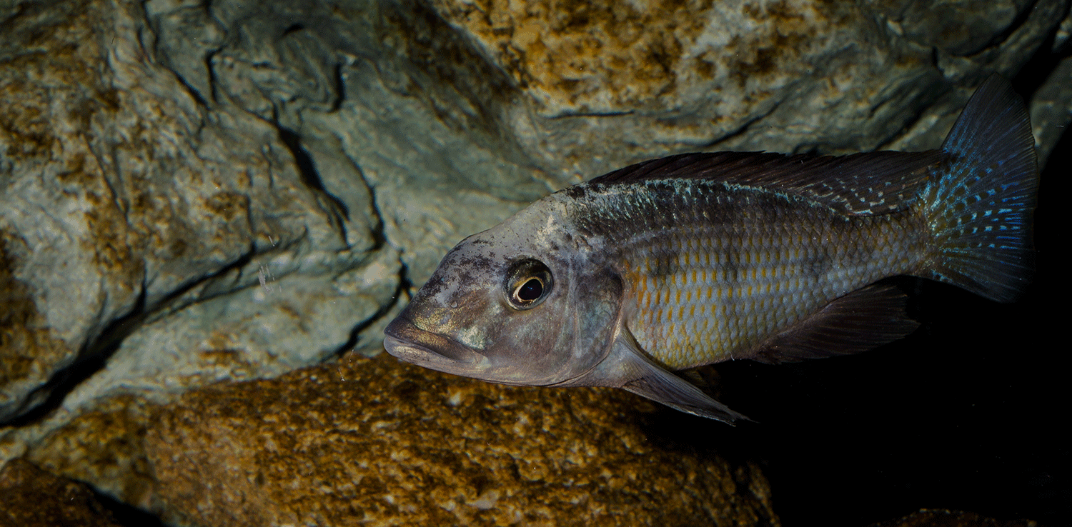 Fossorochromis rostratus - Fünffleckmaulbrüter 10